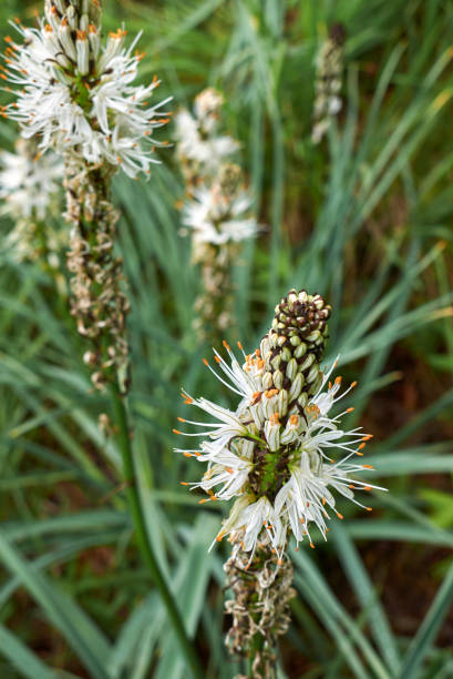 Asphodelus albus Asphodelus albus flower alpine hulsea photos stock pictures, royalty-free photos & images