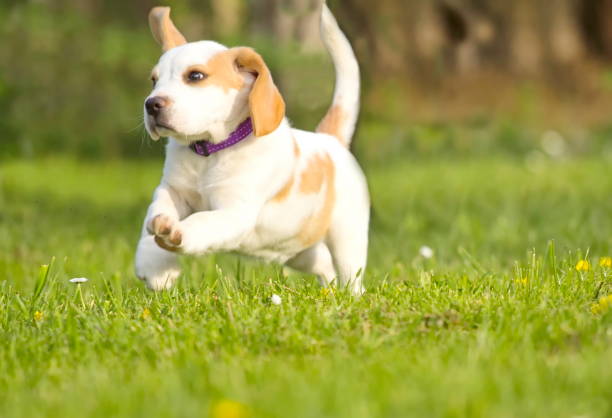 istock Cute beagle puppy dog 664999106