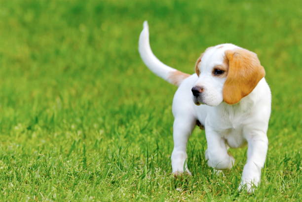 istock Cute beagle puppy dog 664999162