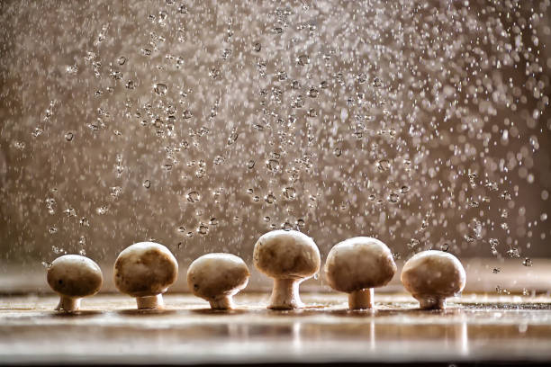 champignons sous la pluie, nourriture fine art - mushroom edible mushroom water splashing photos et images de collection