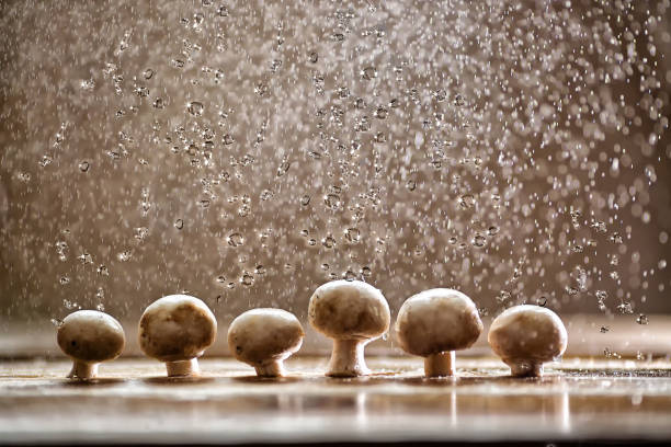 грибы под дождем, еда изобразительного искусства - mushroom edible mushroom water splashing стоковые фото и изображения