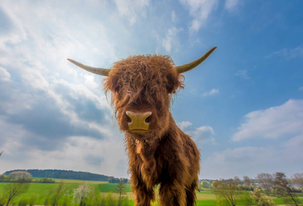 istock Scottish highland cattle on a pasture 665001592