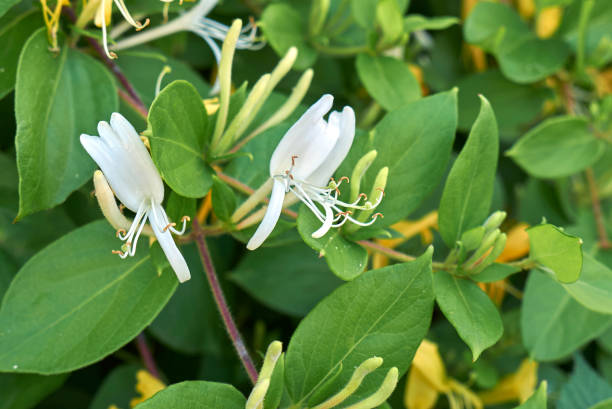 istock Lonicera japonica 665001800