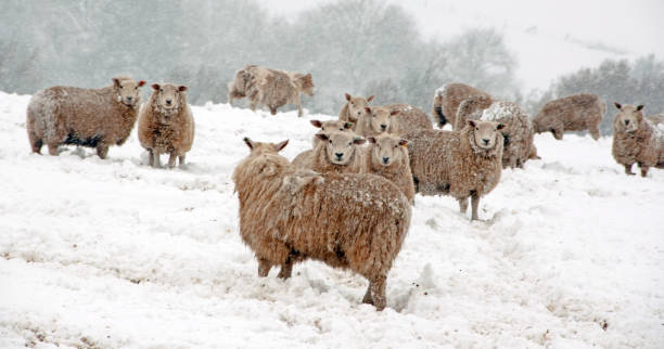 istock Sheep in the snow 665002670