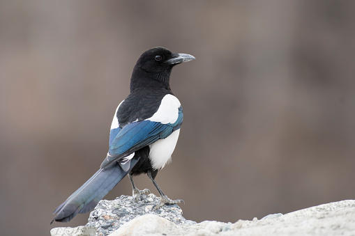 Black Billed Magpie (Pica pica) perching on a bird feeder stand.
