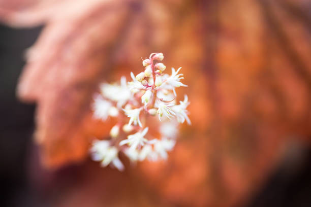 Double-flowered Gypsophila background.  / baby's breath
