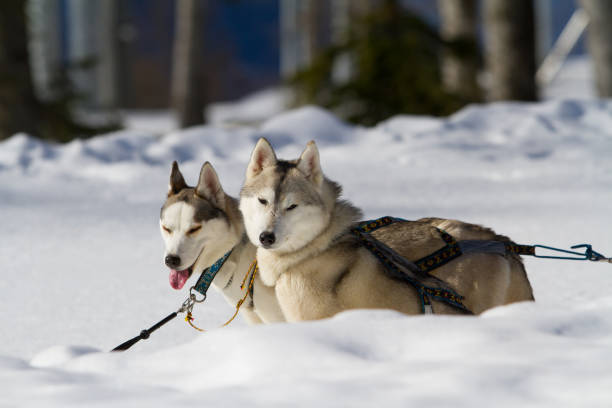 istock Driving husky dogs in the snow 665005812