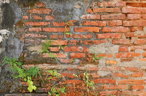 old brick wall texture and tree.