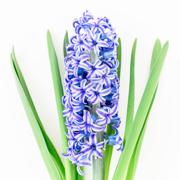 istock Blue hyacinth on white background. Flat lay, Top view. Floral background 665005882