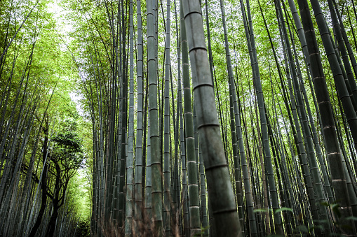 Bamboo forest after stormy day in Arashiyama, Kyoto, Japan. This place is very famous for tourists.