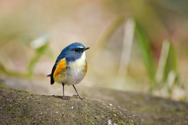 istock Male of Red-flanked bluetail 665006448