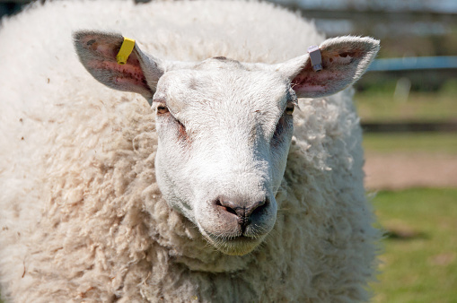 Close-up of a Texel sheep