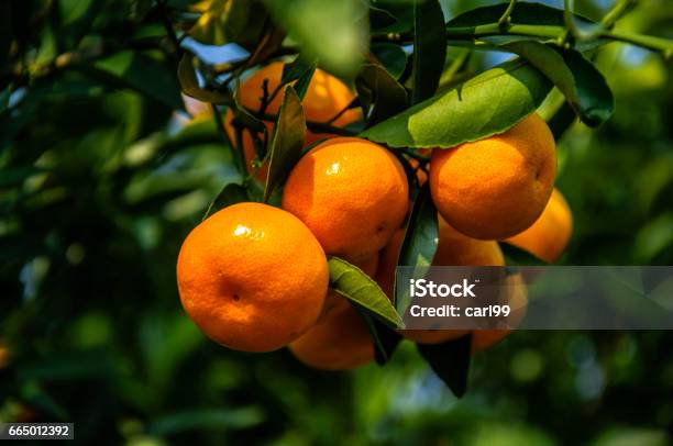 Orange Fruit Closeup In Autumn Stock Photo - Download Image Now - Autumn, Backgrounds, Beauty In Nature