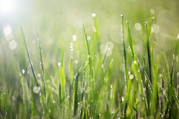 istock morning dew drop on rice leaf background with beautiful bokeh 665012580