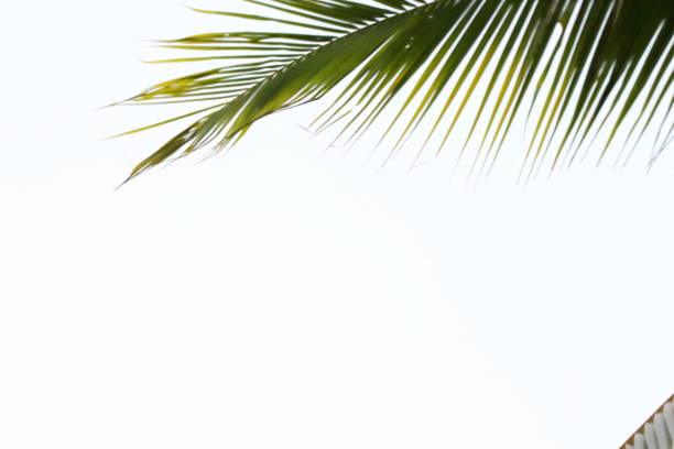 Beautiful green leaves on a white background.