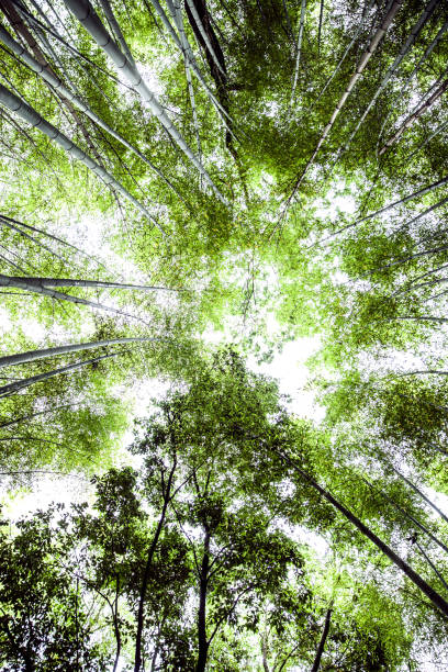 istock Arashiyama Bamboo Forest in Kyoto, Japan 665027820