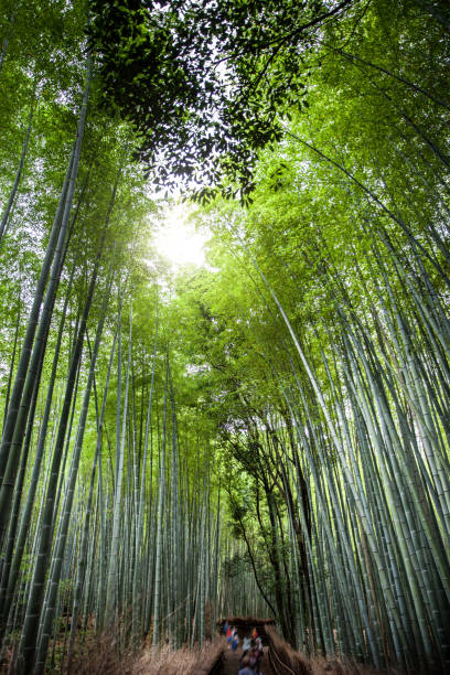 istock Arashiyama Bamboo Forest in Kyoto, Japan 665027930