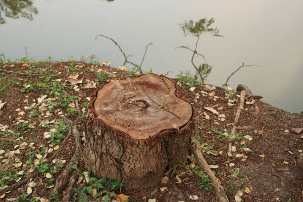 istock tree stump in the garden 665028512