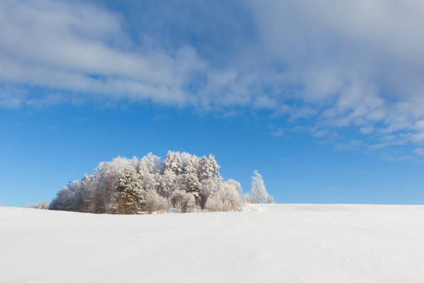 istock Sunny day in a forest glade. Winter landscape 665031888