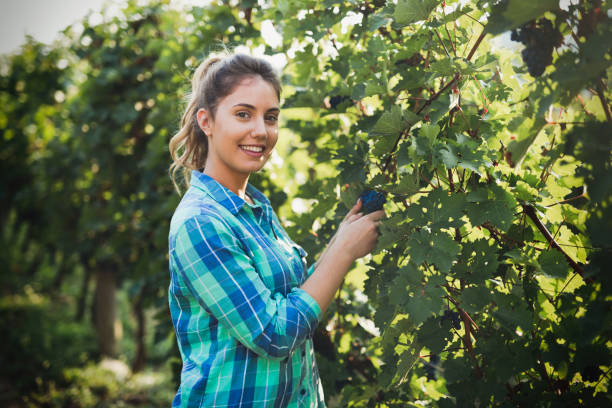 istock Happy woman in vineyard checking grapes before harvesting 665032318