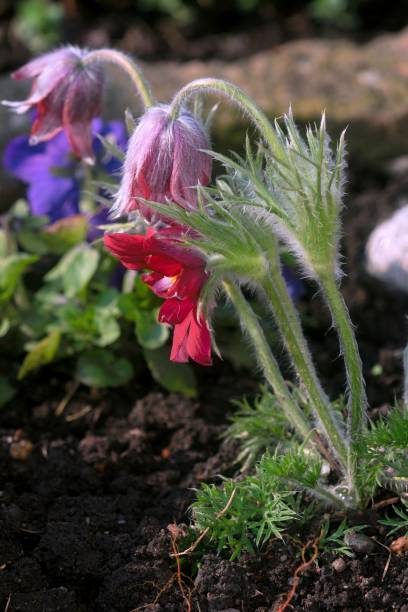blossoming tree in spring garden blossoming tree in spring garden pulsatilla grandis field stock pictures, royalty-free photos & images