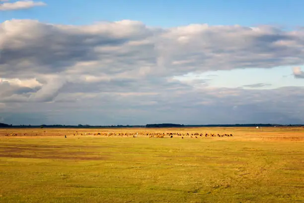 Grazing cattle in the Puszta in the hungarian Hortobagy