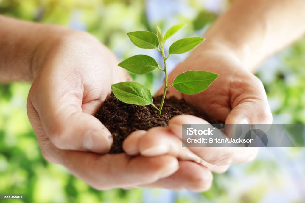 Taking care of new development Taking care of new development hands holding new life plant Hand Stock Photo