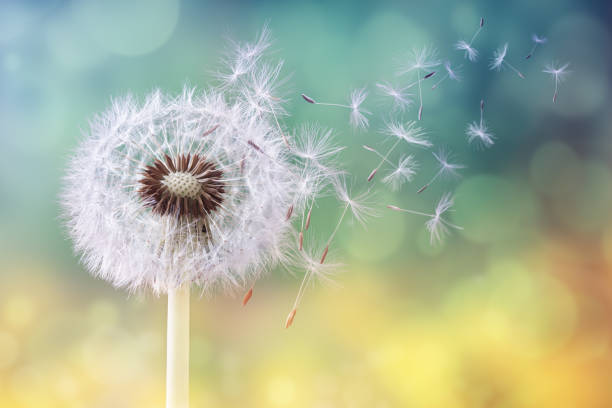 Dandelion clock in morning sun Dandelion seeds in the sunlight blowing away across a fresh green morning background dandelion stock pictures, royalty-free photos & images