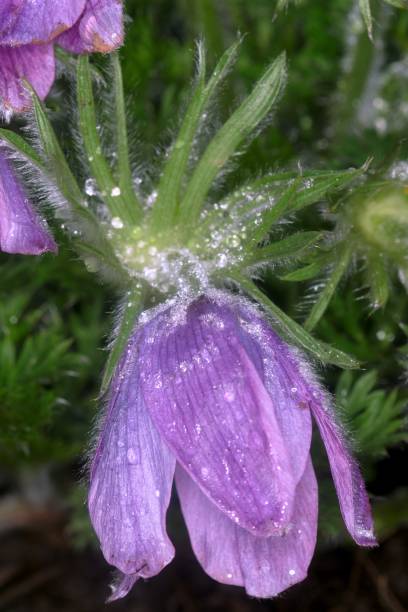 blossoming tree in spring garden blossoming tree in spring garden pulsatilla grandis stock pictures, royalty-free photos & images