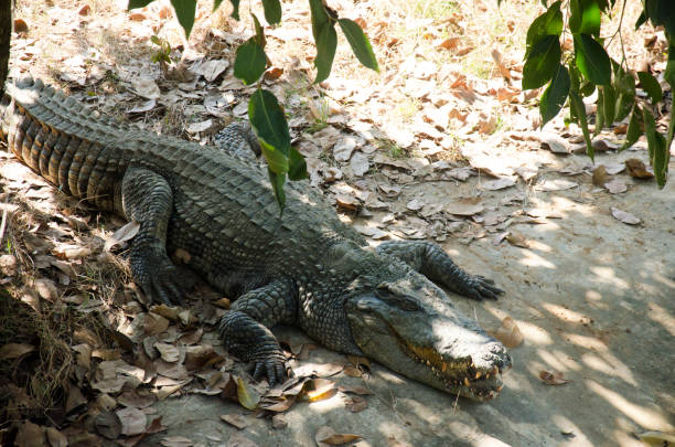 istock Crocodiles sleeping and resting in the park of Bueng Boraphet 665038904