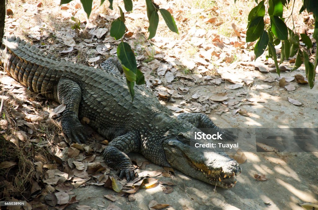 Crocodiles sleeping and resting in the park of Bueng Boraphet Crocodiles sleeping and resting in the park of Bueng Boraphet public park is the largest freshwater swamp and lake at Nakhon sawan, Thailand Aggression Stock Photo