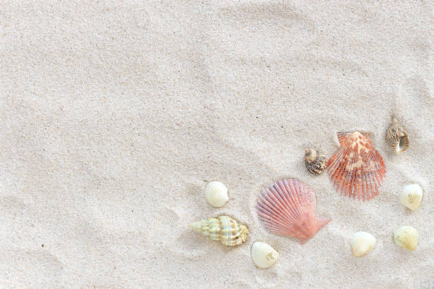 istock sea shells on white sand. summer concept. over light 665039534