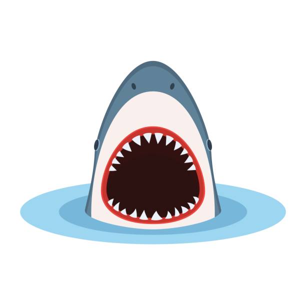 Shark with open mouth Shark with open mouth and sharp teeth, jump out of water. Danger concept. Vector illustration in flat style isolated on white background cartoon characters with big heads stock illustrations