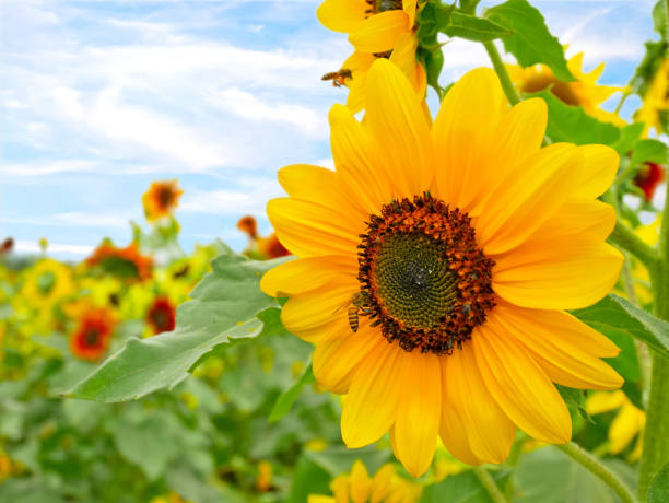 tournesol fleurissant dans un champ - sunflower flower flower bed light photos et images de collection