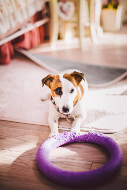 istock small, thoroughbred, black and white brown dog in the house 665046152