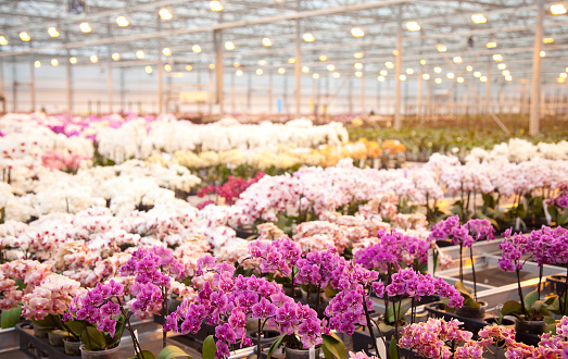 Orchid plants in huge glass house