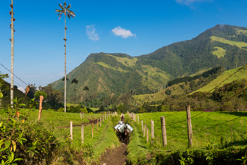 Cocora Valley, Colombia - February 8, 2014: Two man and horses in a trail in the Cocora Valley (Valle del Cocora) in Colombia, South America