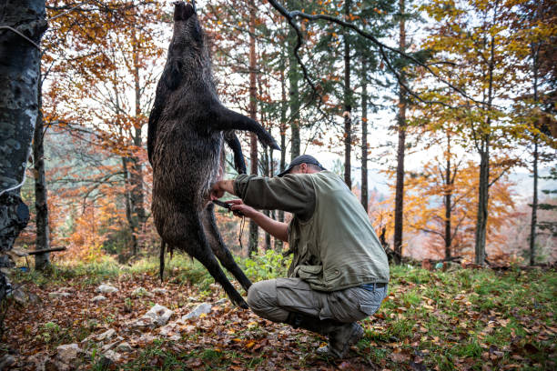 cacciatore nel bosco - dead animal foto e immagini stock
