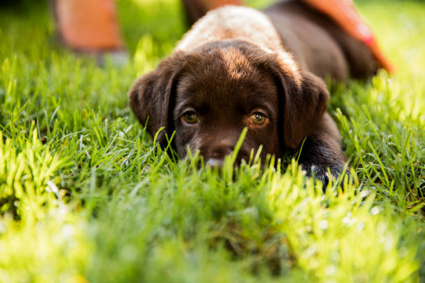 Portrait of brown Labrador retriever puppy resting on grass. Cute dog is relaxing in backyard. Woman is stroking her pet on sunny day.