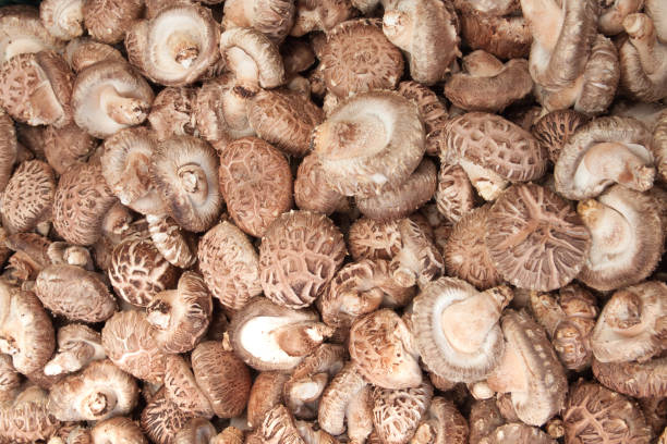 istock Closeup mushroom background in market 665059148
