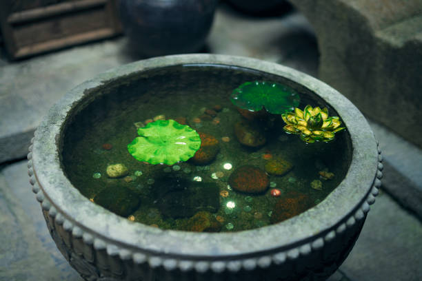 istock The Chinese garden plant 665059218