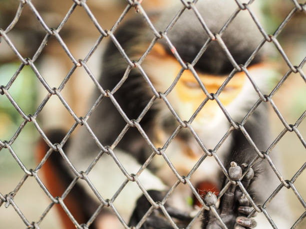 istock The monkey is so sad, living in the cage. 665060368