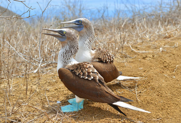 istock Blue - footed Boobies Couple 665060506