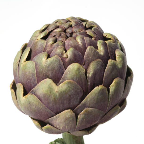 istock Artichoke; Cynara scolymus 665063226