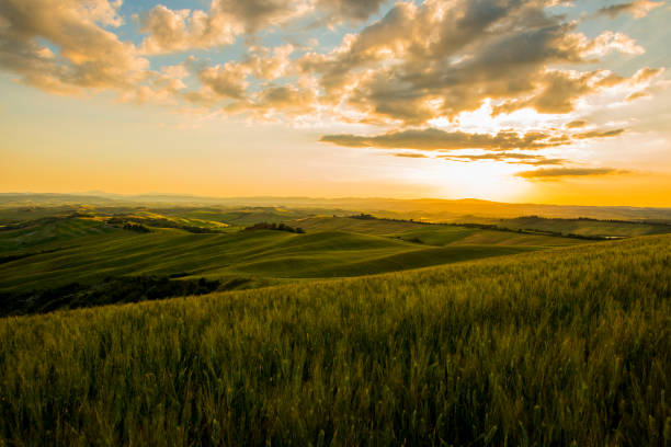 istock View of wheat fields during sunset in Tuscany 665063576