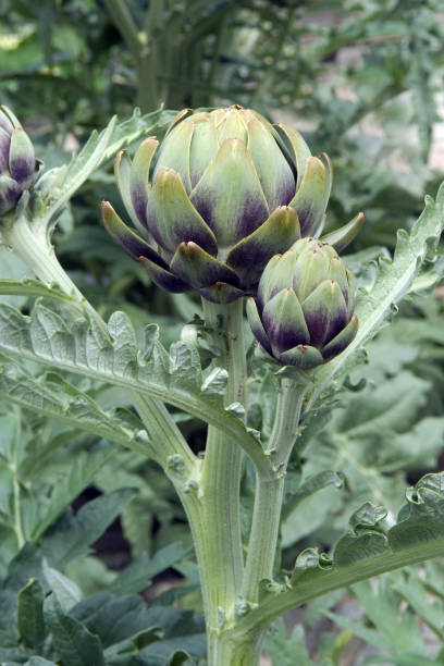 istock Artichoke; Cynara scolymus 665063592