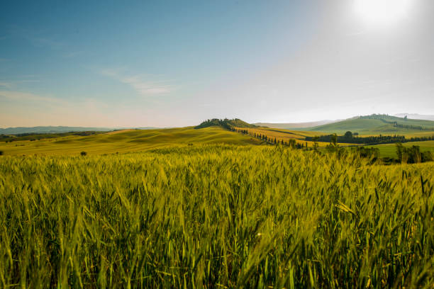 istock Scenic view of wheat fields in Tuscany 665063844