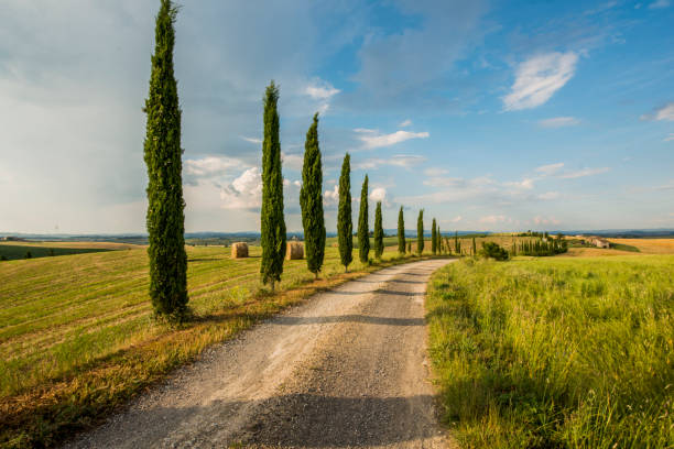Cypress trees along the road in Tuscany. Scenic view of agricultural landscape on sunny day. Beautiful view of nature in Italy.