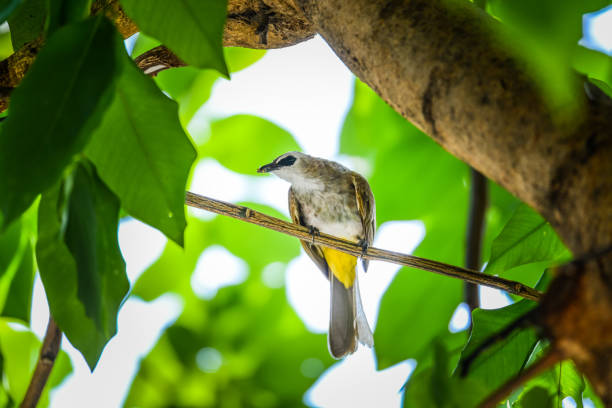 Yellow-vented Bulbul with small insect in its mouth holding on branch