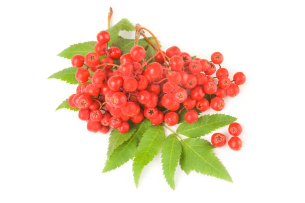 istock Rowan berries isolated on a white background cutout 665064122